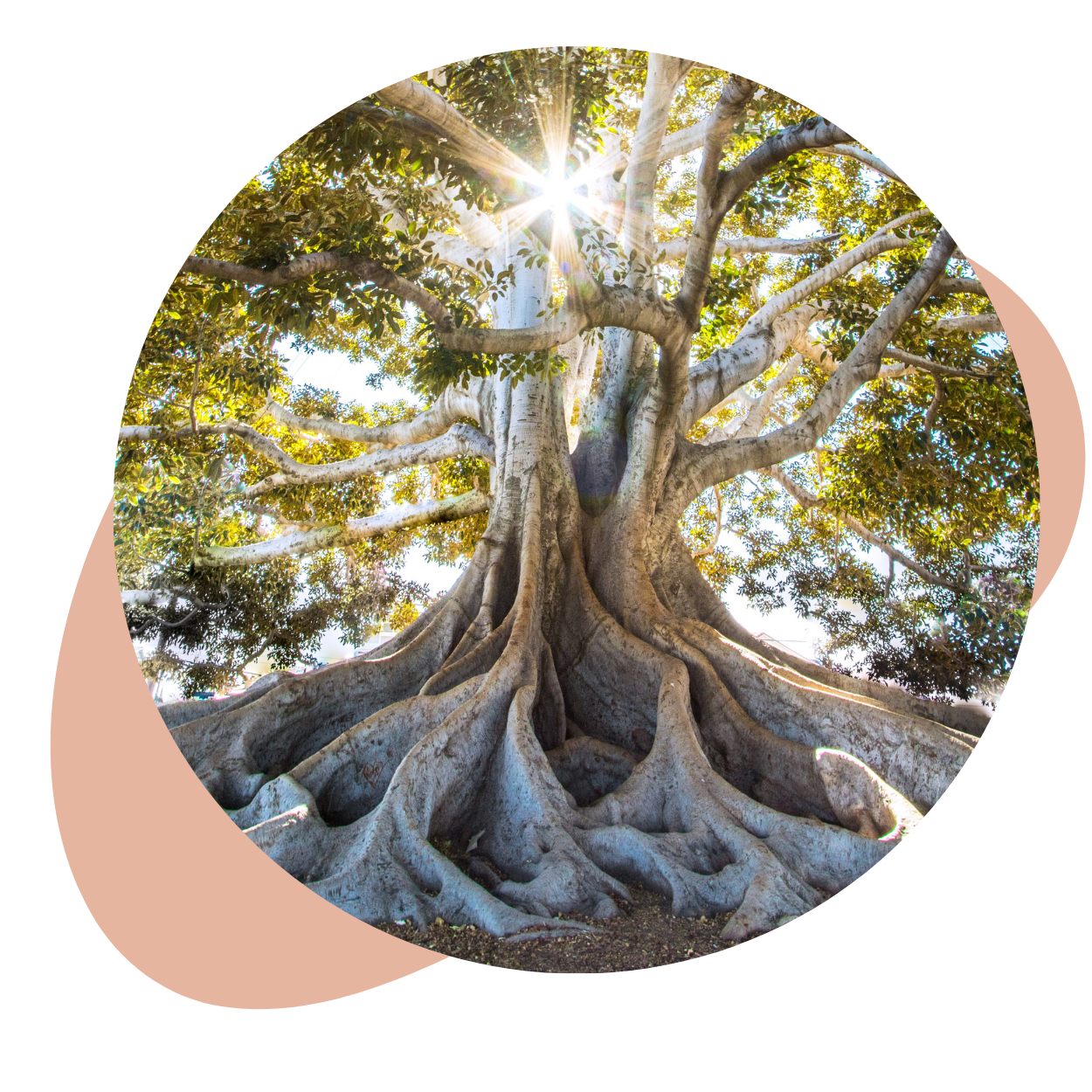 Qu’est-ce que l’ancrage et pourquoi est-ce important ?